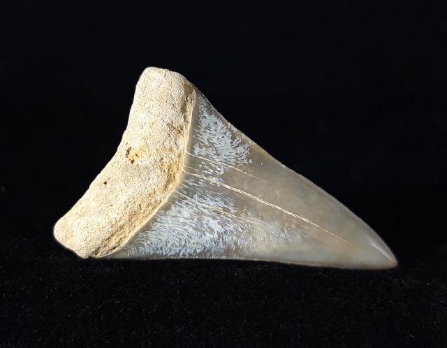 Carcharodon hastalis (AGASSIZ 1838) - Bild © FossNet FossilienStore